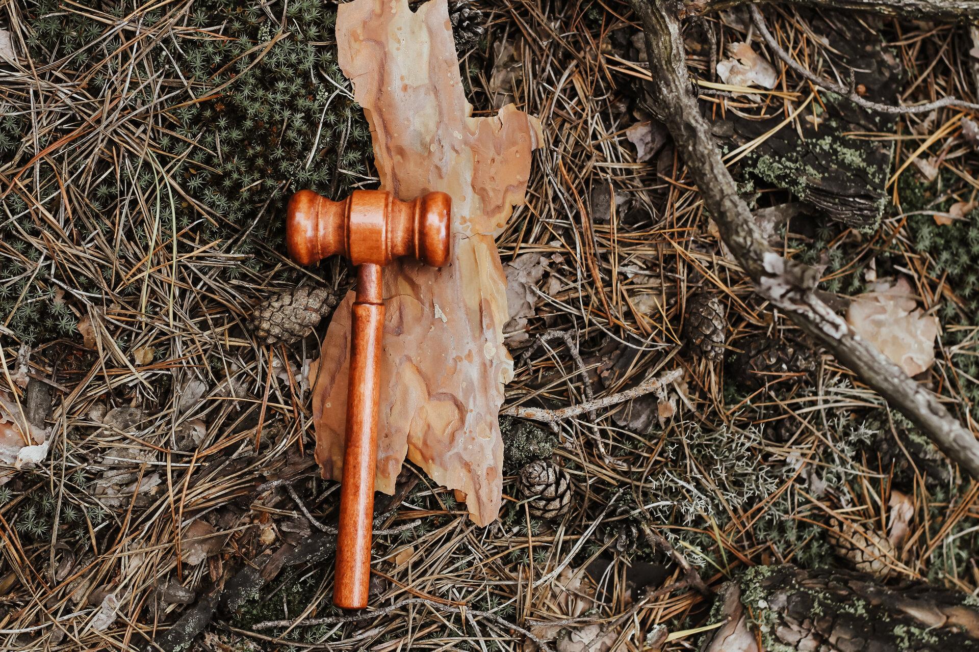 Richterhammer auf Waldboden, auf Baumrinde, Symbol für Umweltstrafrecht