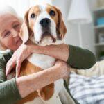 Vorbeugende Gesundheitsmaßnahmen für ältere Haustiere