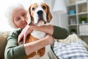 Read more about the article Vorbeugende Gesundheitsmaßnahmen für ältere Haustiere