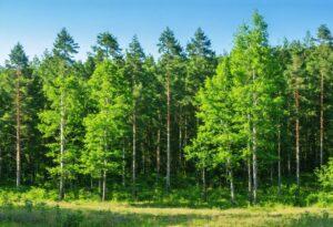 Mehr über den Artikel erfahren Aufforstungsprojekte: Wie neue Wälder dem Klimawandel entgegenwirken